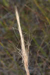 Bottlebrush threeawn 